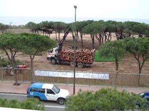 Imatge posterior a la tala de pins per construir el Centre Cívic de Gavà Mar (12 de març de 2002)